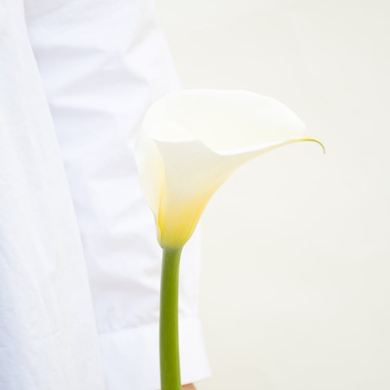 カラー「ウェディングマーチエレガンス」 | tokyo_shokubutsu_zufu