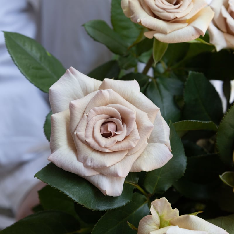 バラ「ミルクティ」 | tokyo_shokubutsu_zufu