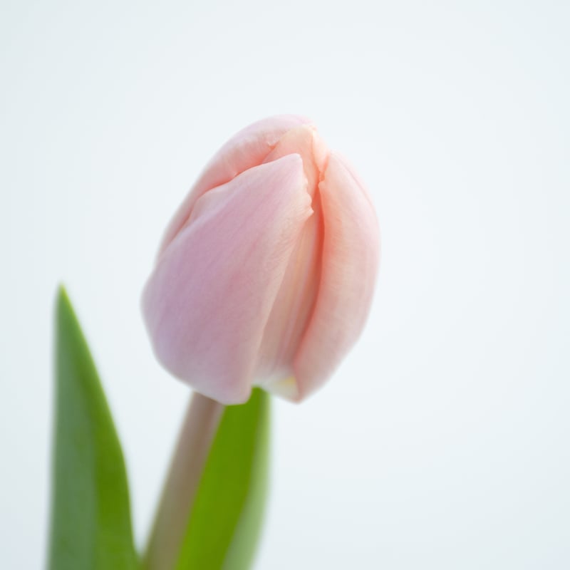 チューリップ チューリップ「タイス」 | tokyo_shokubutsu_zufu