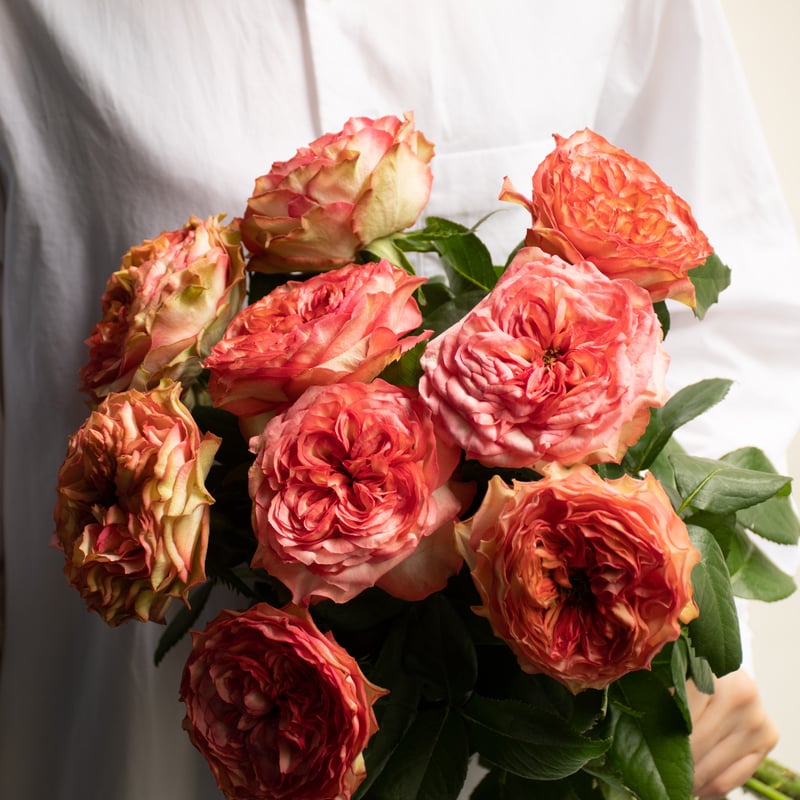 バラ「スタートレック」 | tokyo_shokubutsu_zufu