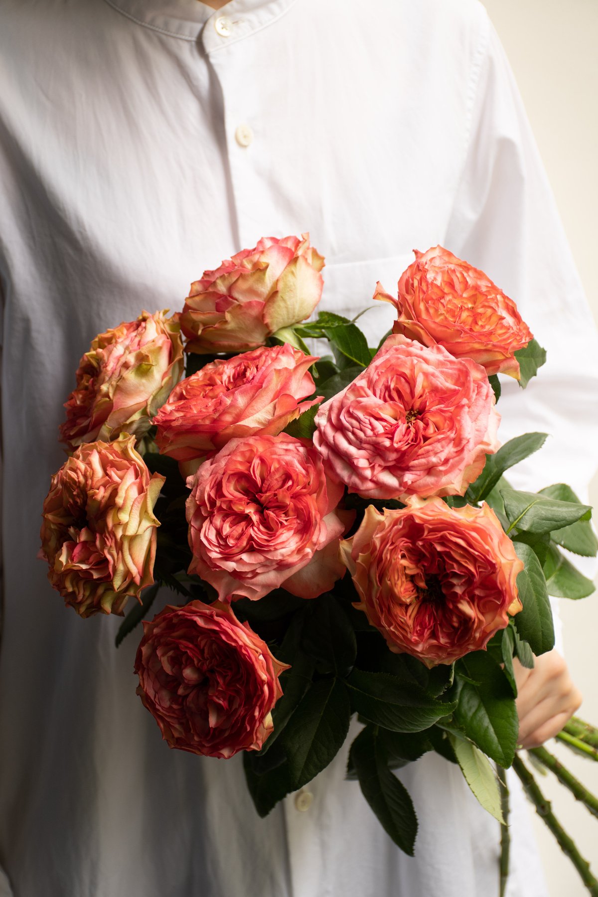 薔薇 コンスタンツェ モーツァルト 大苗(4.5号角鉢)｜【京成バラ園】バラの通販