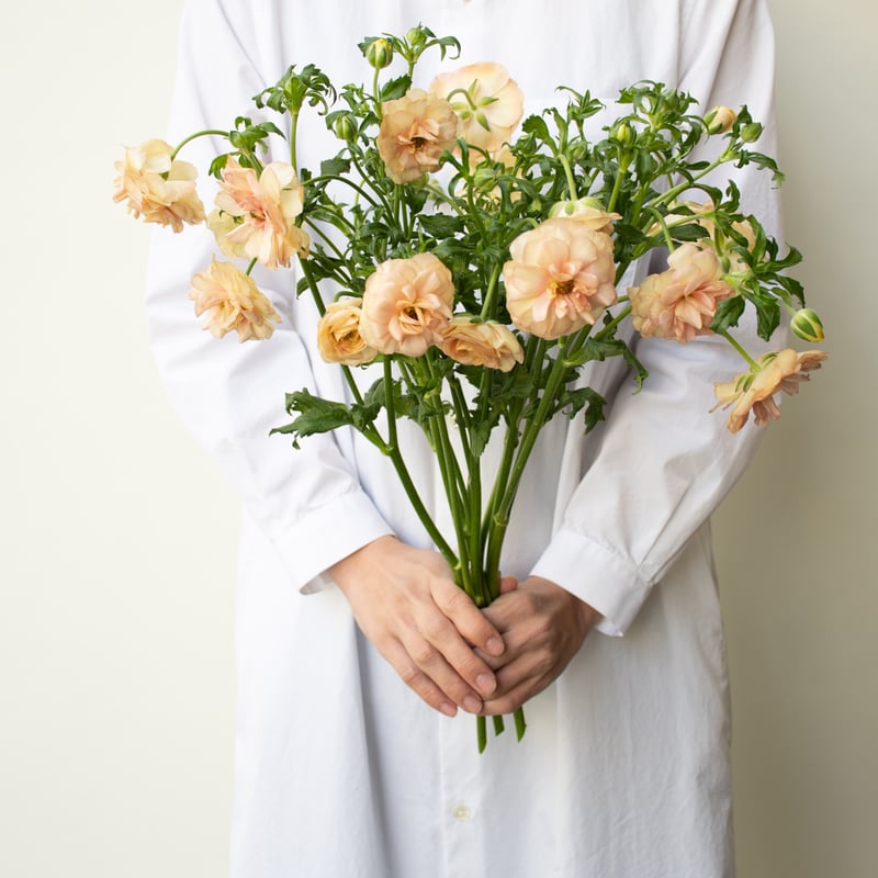 me ラナンキュラスラックス ヘスティア アリアドネ 白藤『麝香藤』♪ ラナンキュラス「ラックスアリアドネ」 | tokyo_shokubutsu_zufu