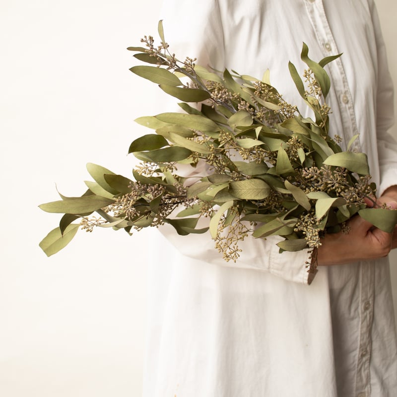 ドライフラワー「ユーカリポポラス 」 | tokyo_shokubutsu_zufu