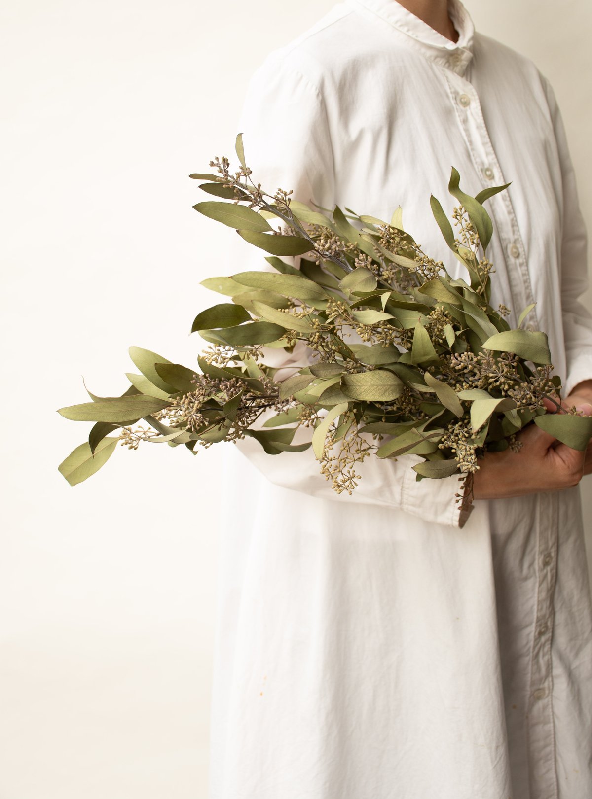 No.107 ユーカリポポラス ドライフラワー 花材 80サイズ ドライ