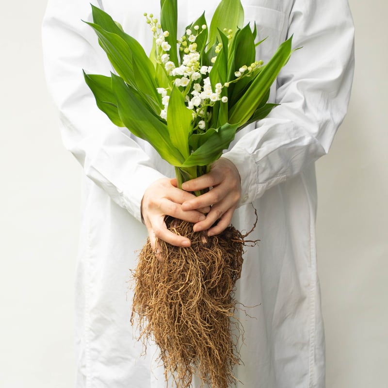 スズラン「ドリーン」 | tokyo_shokubutsu_zufu