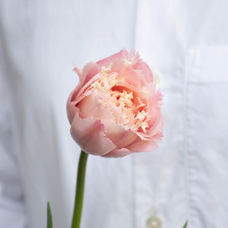 チューリップ！ Tulip | Japanese children's song - YouTube