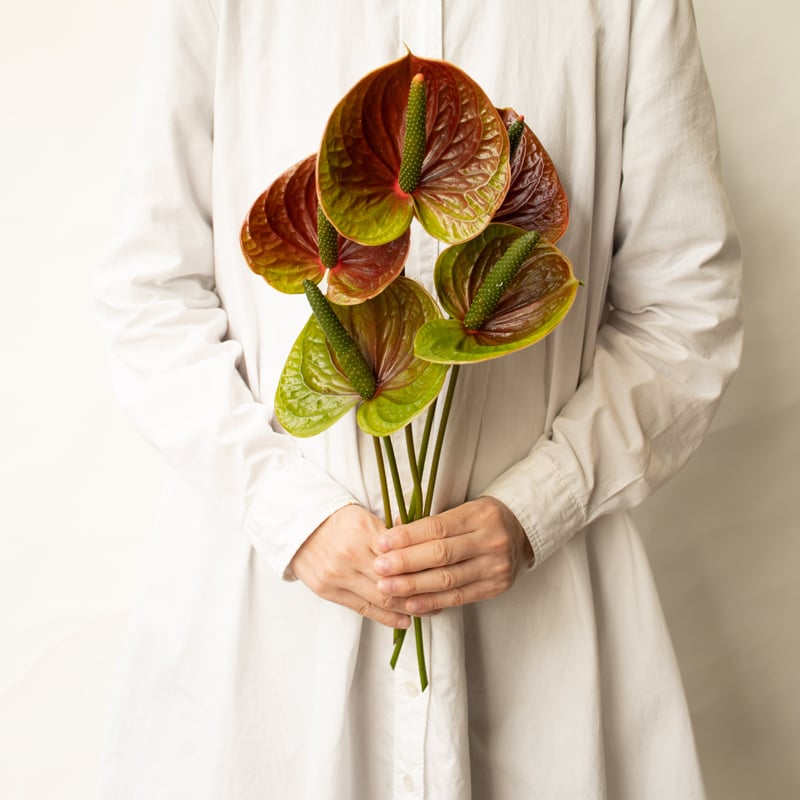 かわまたの花「アンスリュームスパイクアンティーク