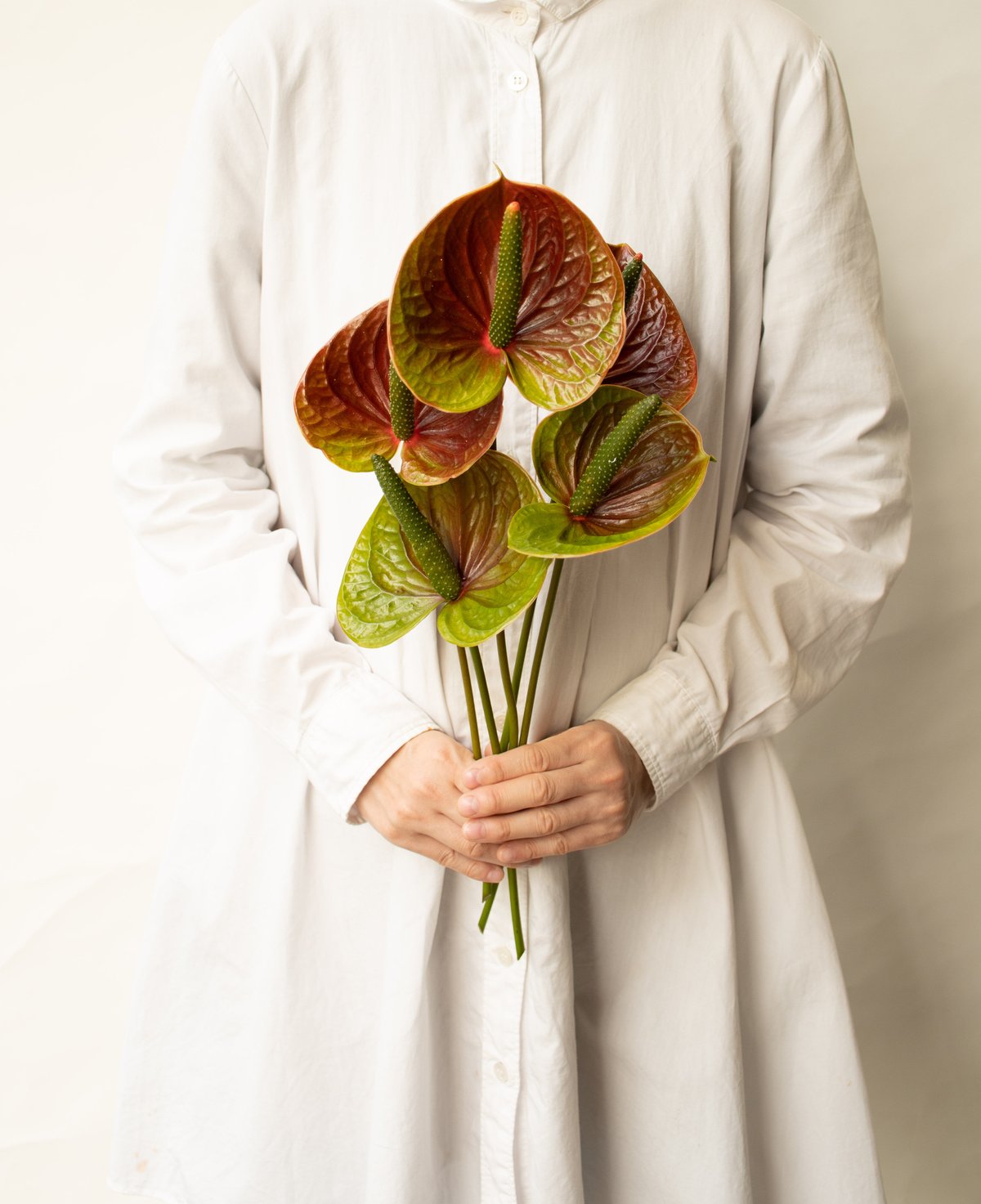 かわまたの花「アンスリュームスパイクアンティーク