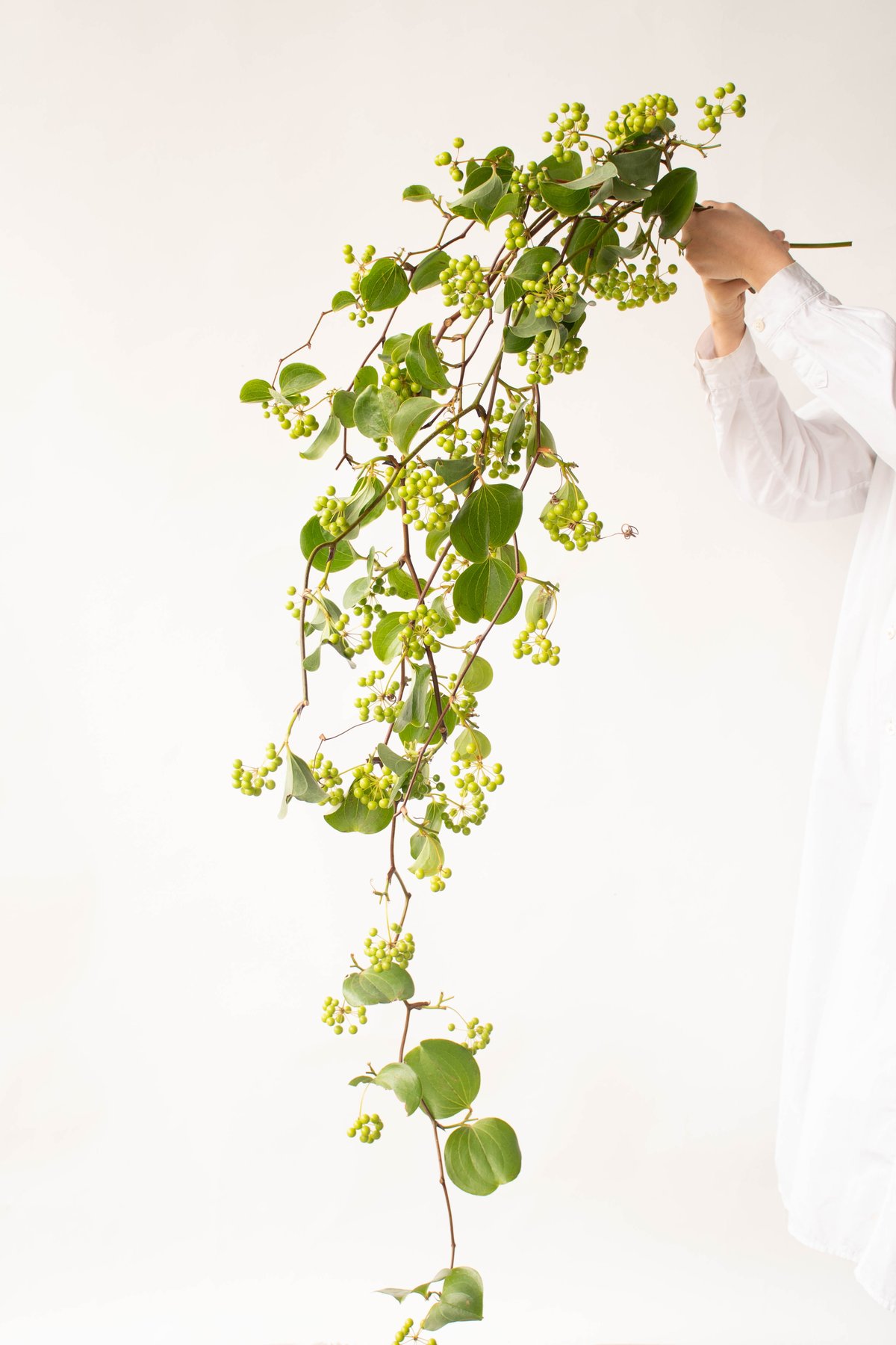 サンキライ | tokyo_shokubutsu_zufu