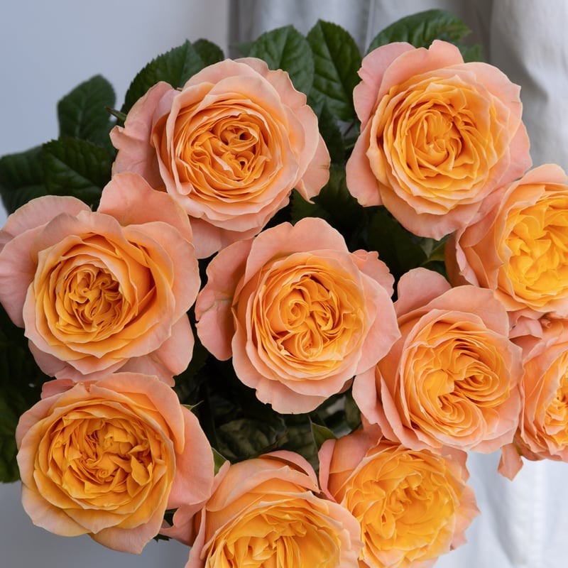 バラ「ビーハイブ」 | tokyo_shokubutsu_zufu