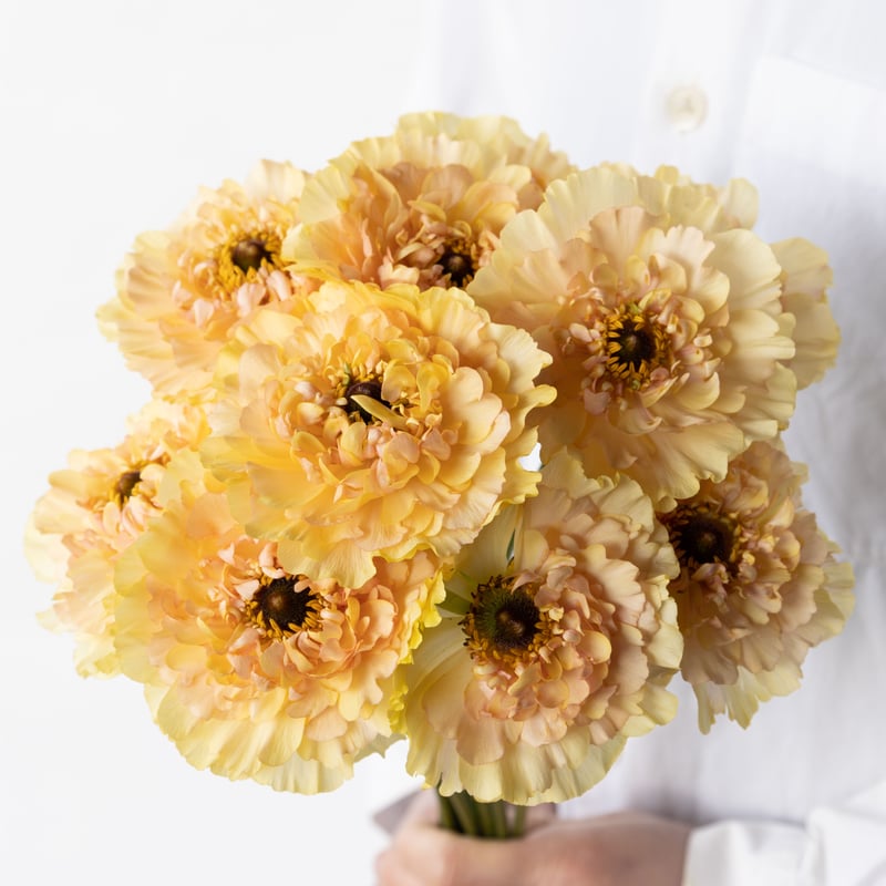 ラナンキュラス「クララ」 | tokyo_shokubutsu_zufu