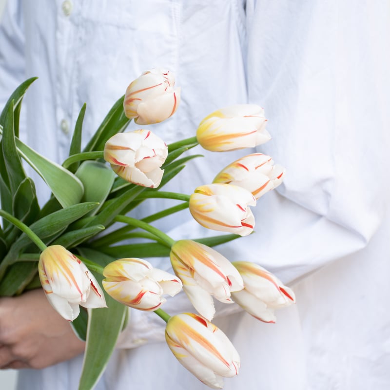 チューリップ Re:think tulip リシンク チューリップ｜チューリップの価値を再定義