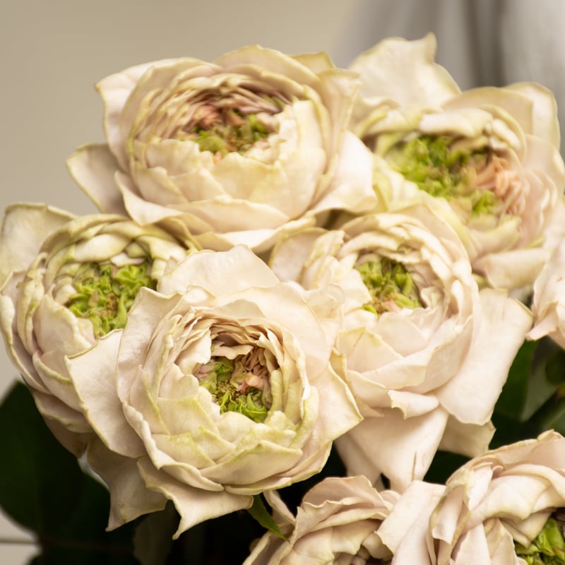 バラ「ヴァーズミックス」 | tokyo_shokubutsu_zufu