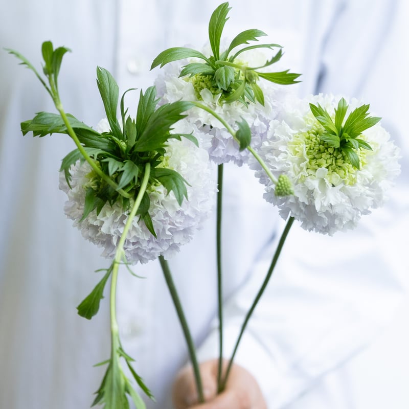 スカビオサ「ちょんまげトノ」 | tokyo_shokubutsu_zufu