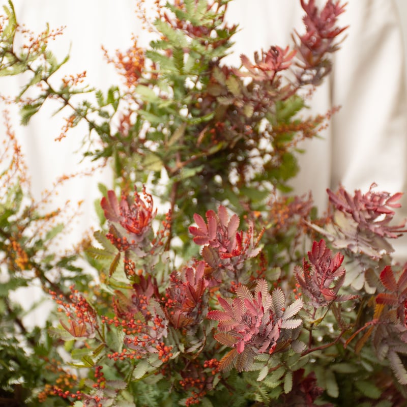 アカシア「赤葉＆金葉アカシア」 | tokyo_shokubutsu_zufu