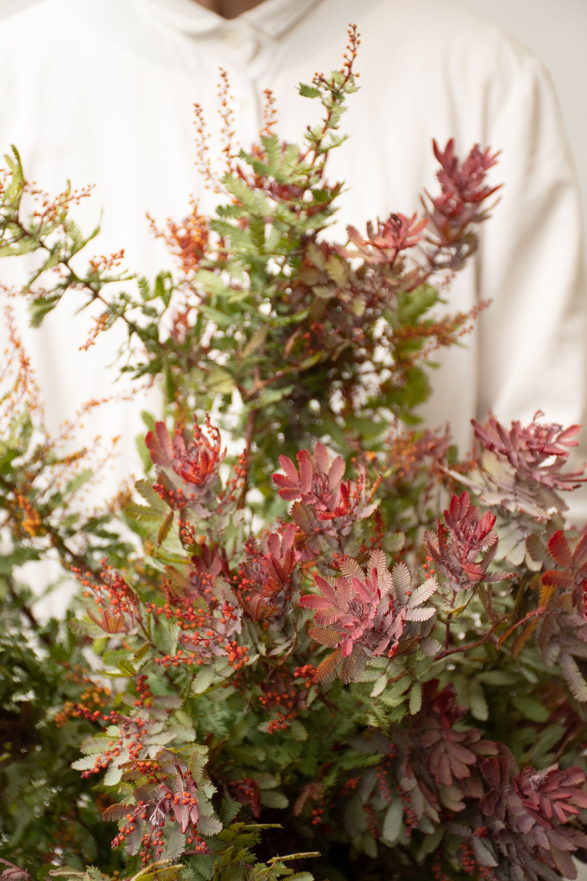 アカシア「赤葉＆金葉アカシア」 | tokyo_shokubutsu_zufu