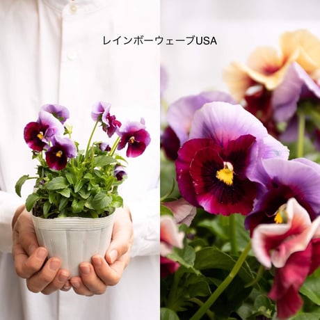 パンジービオラ「ミックス」