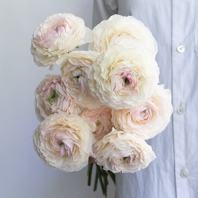 ラナンキュラス「ちほの華」 | tokyo_shokubutsu_zufu