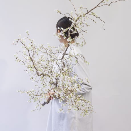 サクラ「湖上の舞」