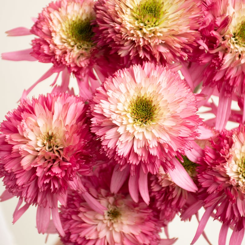 エキナセア サザンベル 種子 同梱に 無料 25年10月中下旬予約]エキナセア：サザンベル3号ポット の通販