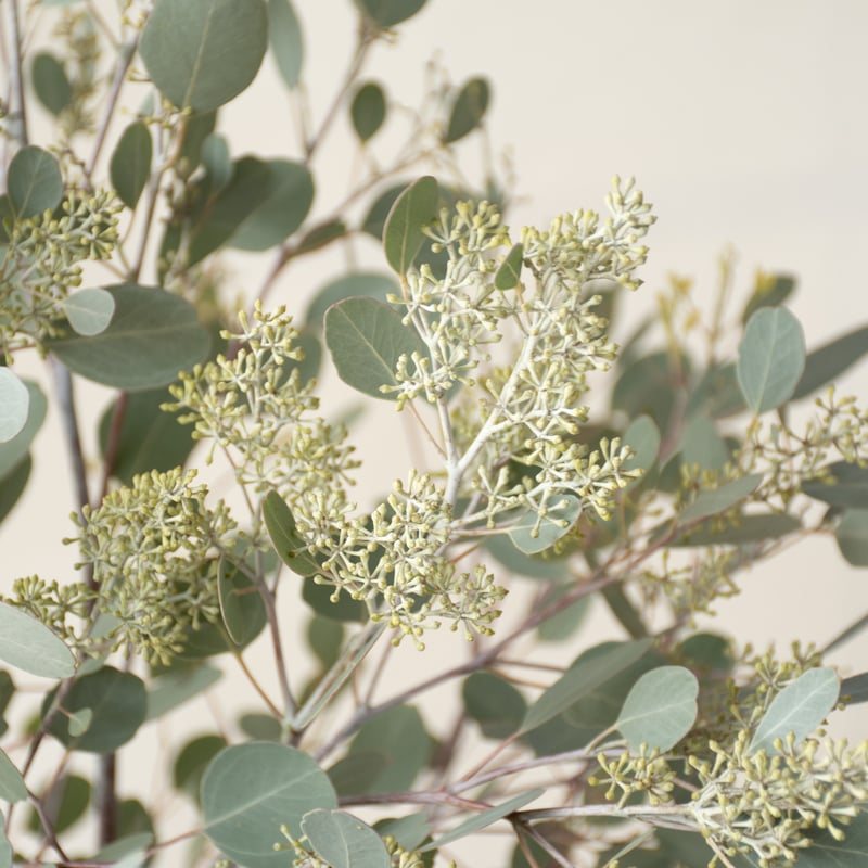 ポポラス「フェアリー」 | tokyo_shokubutsu_zufu