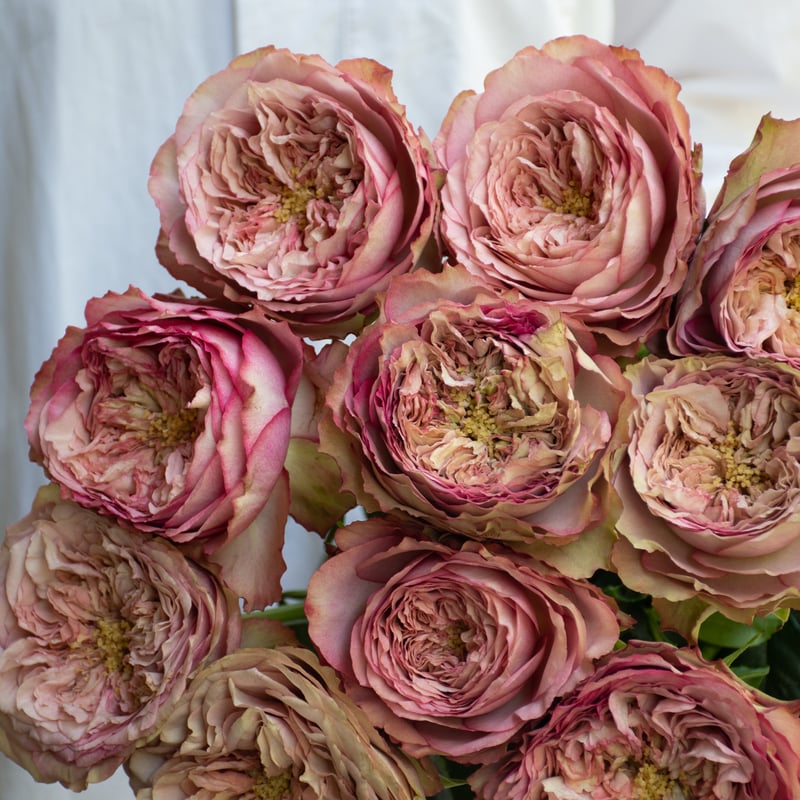 バラ「堀木園芸 ホールディングハンズ」 | tokyo_shokubutsu_zufu