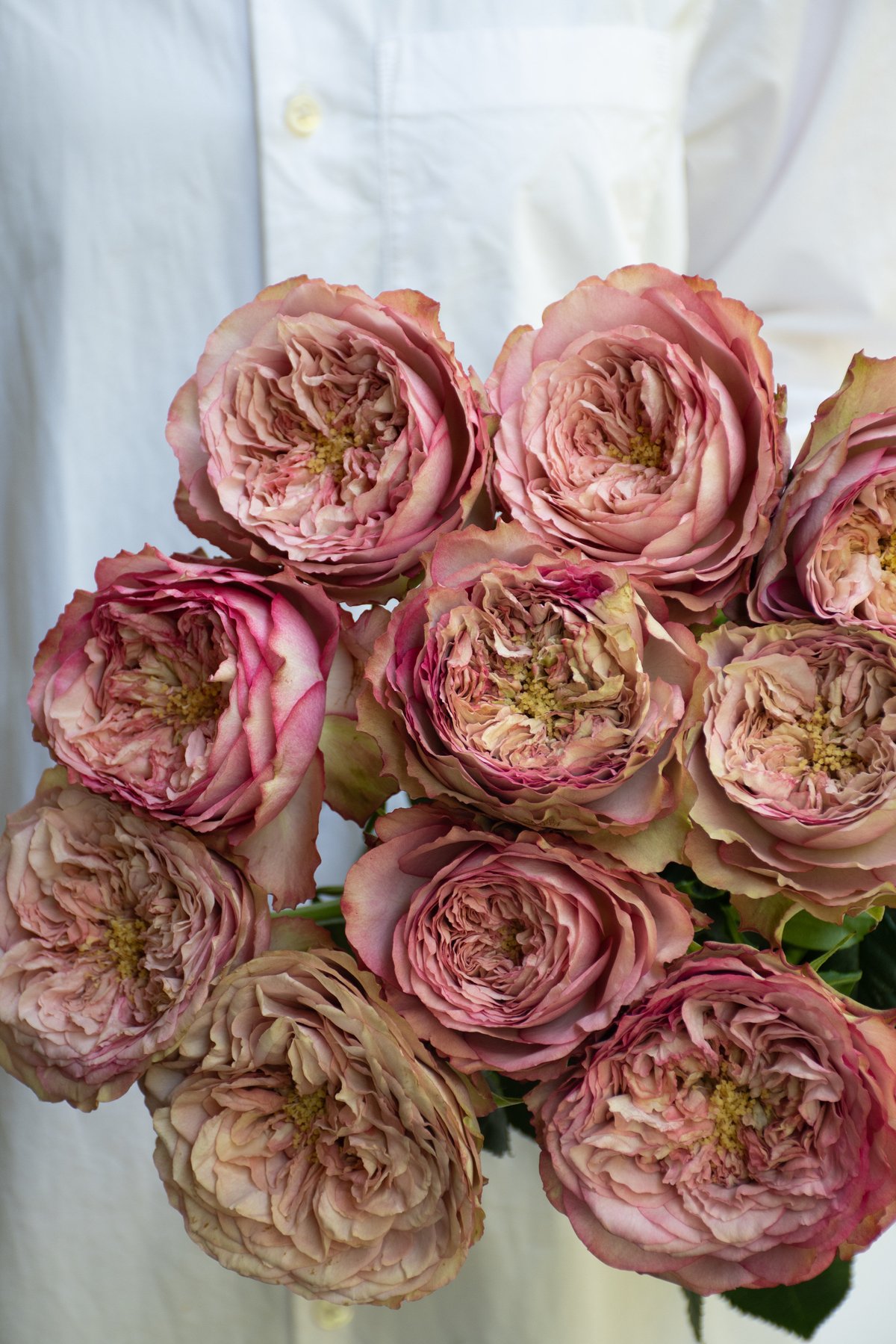 バラ「堀木園芸 ホールディングハンズ」 | tokyo_shokubutsu_zufu