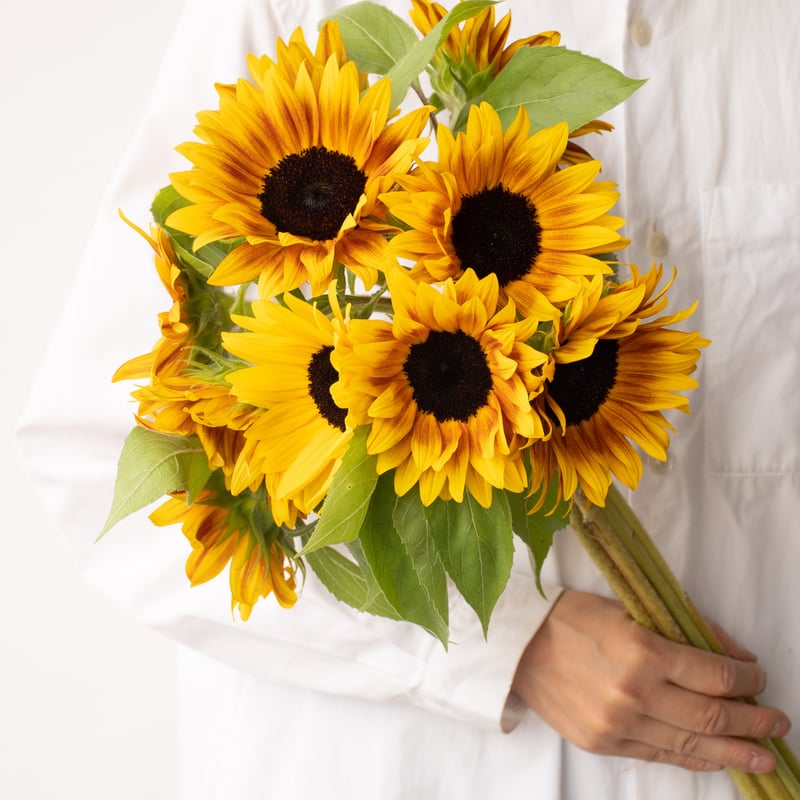 ひまわりページ 産地直送 ひまわり花束 ミックス咲き S（10本入り）／千葉 金井