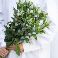 リンドウ「いつくし」5本
