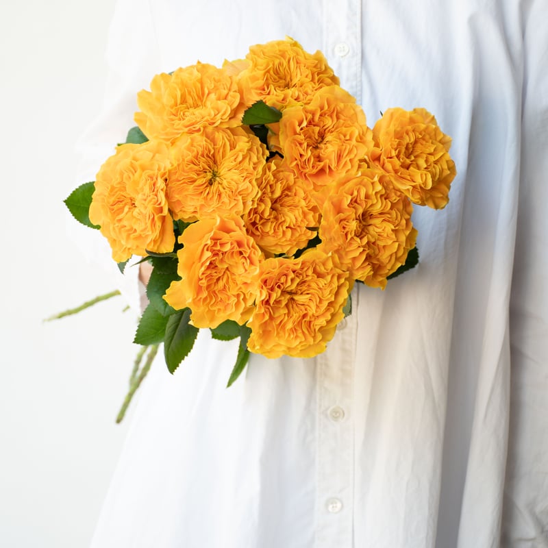 バラ「マンゴーリーバ」 | tokyo_shokubutsu_zufu