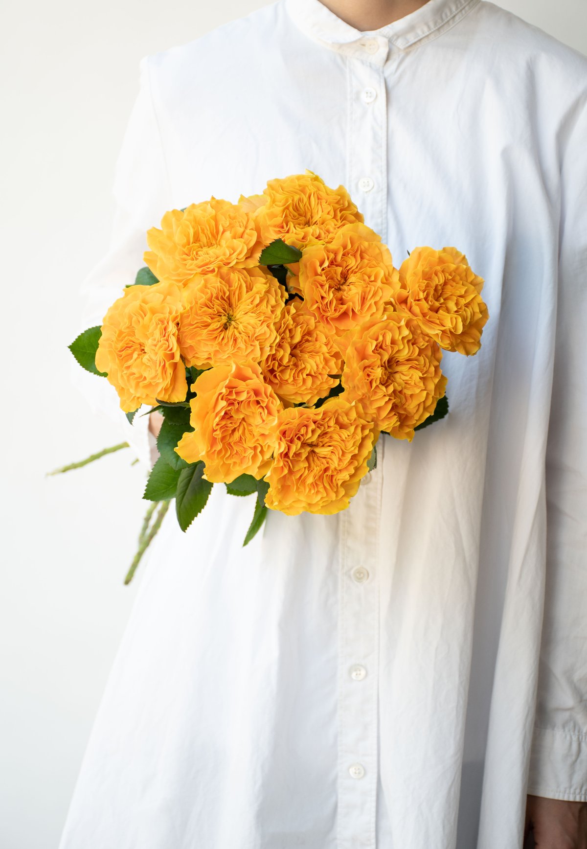 バラ苗　切りバラ苗 . マンゴーリーバ♡♡ バラ「マンゴーリーバ」 | tokyo_shokubutsu_zufu