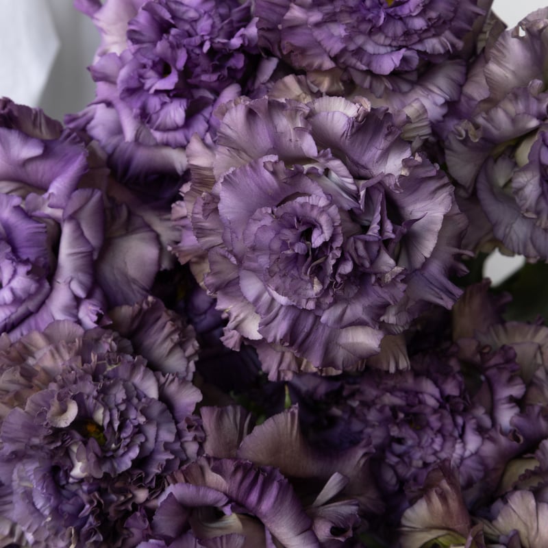 トルコキキョウ「NFアンティークブルー」 | tokyo_shokubutsu_zufu