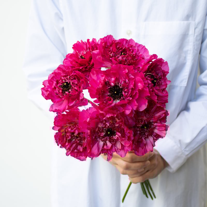 ラナンキュラス「シャルロットミックス」 | tokyo_shokubutsu_zufu