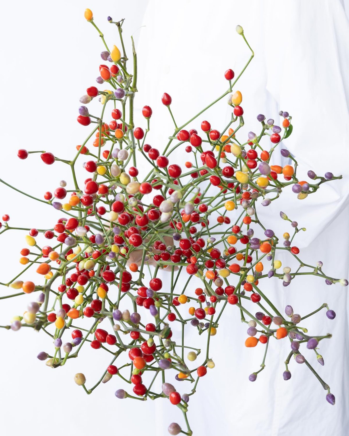 ドライフラワー❇️コニカルブラック❣️唐辛子とアンバーナッツ コニカル「カメレオン」 | tokyo_shokubutsu_zufu