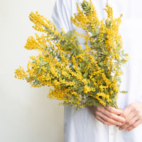 ドライフラワー❇️スターチス ソロモン❣️ ドライフラワー「スターチス」 | tokyo_shokubutsu_zufu