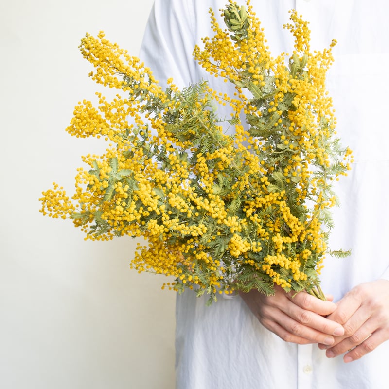 季節のミモザyellow系縦横2wayナチュラルドライフラワースワッグ44㎝ 季節のミモザyellow系縦横2wayナチュラルドライフラワースワッグ44㎝