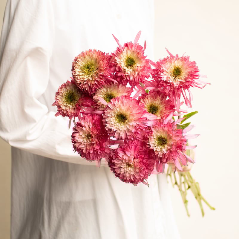 エキナセア サザンベル＆ナンシー7本セット | tokyo_shokubutsu_zufu