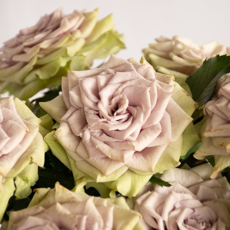 SPバラ「ラビンダグリーンスプレー」 | tokyo_shokubutsu_zufu