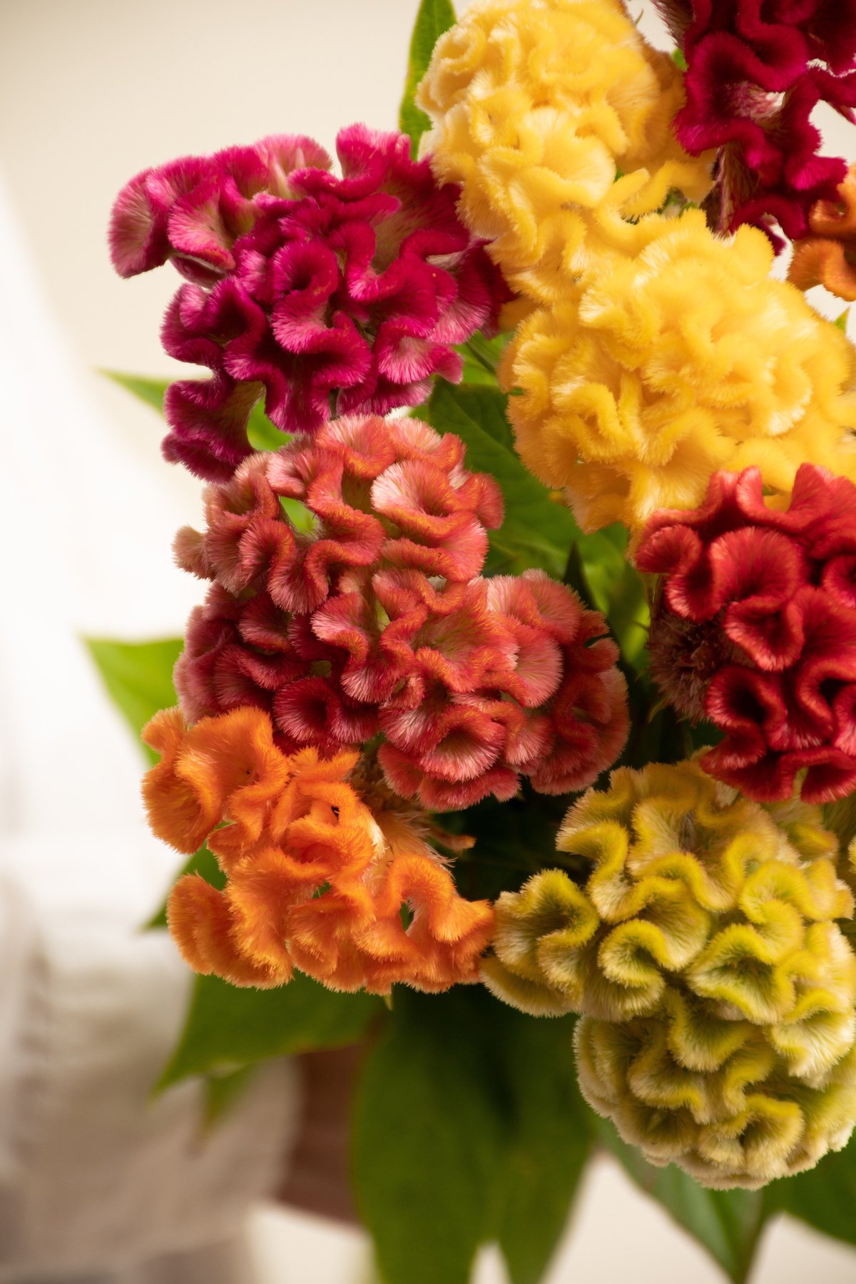 クルメケイトウ「キャンディボックス」 | tokyo_shokubutsu_zufu