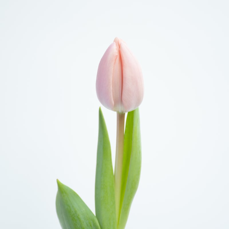 チューリップ「タイス」 | tokyo_shokubutsu_zufu