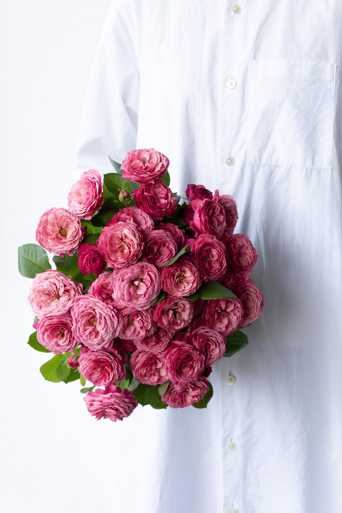 SPバラ「ドリーチークス」 | tokyo_shokubutsu_zufu