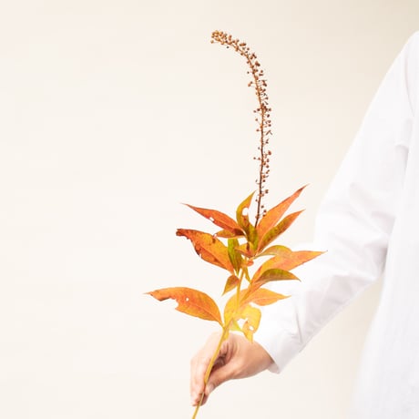 トラノオ「紅葉」