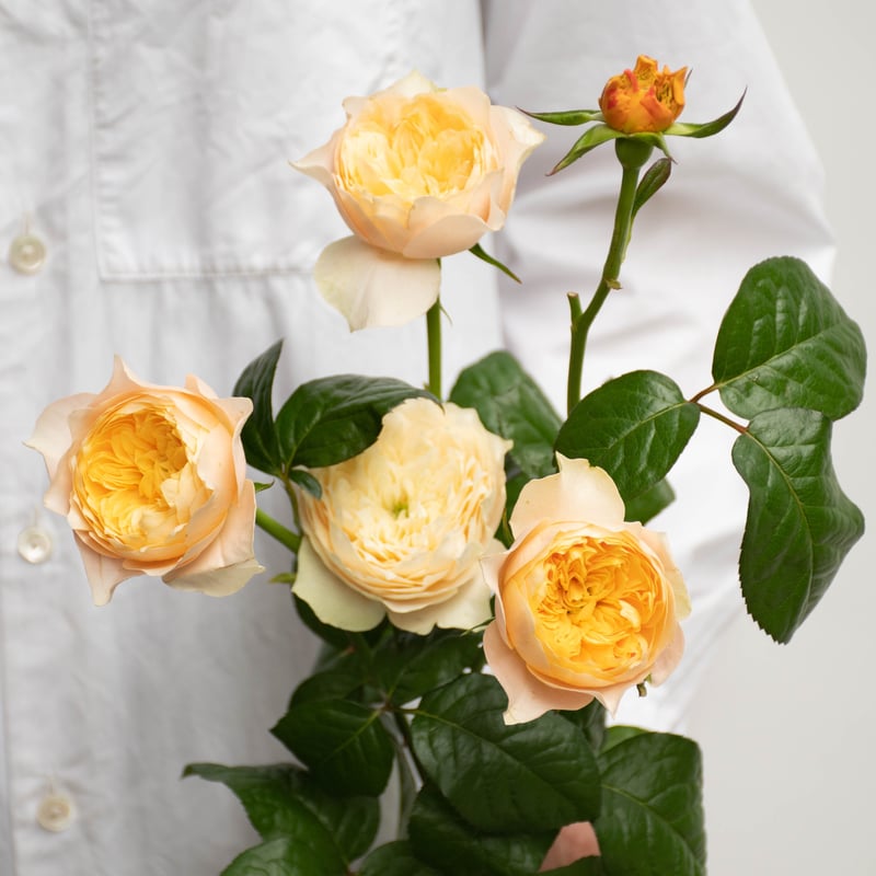 薔薇 799-NBL021-2730956.jpg?1