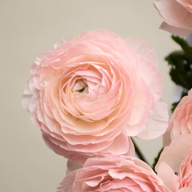 ラナンキュラス「ひらひら」 | tokyo_shokubutsu_zufu