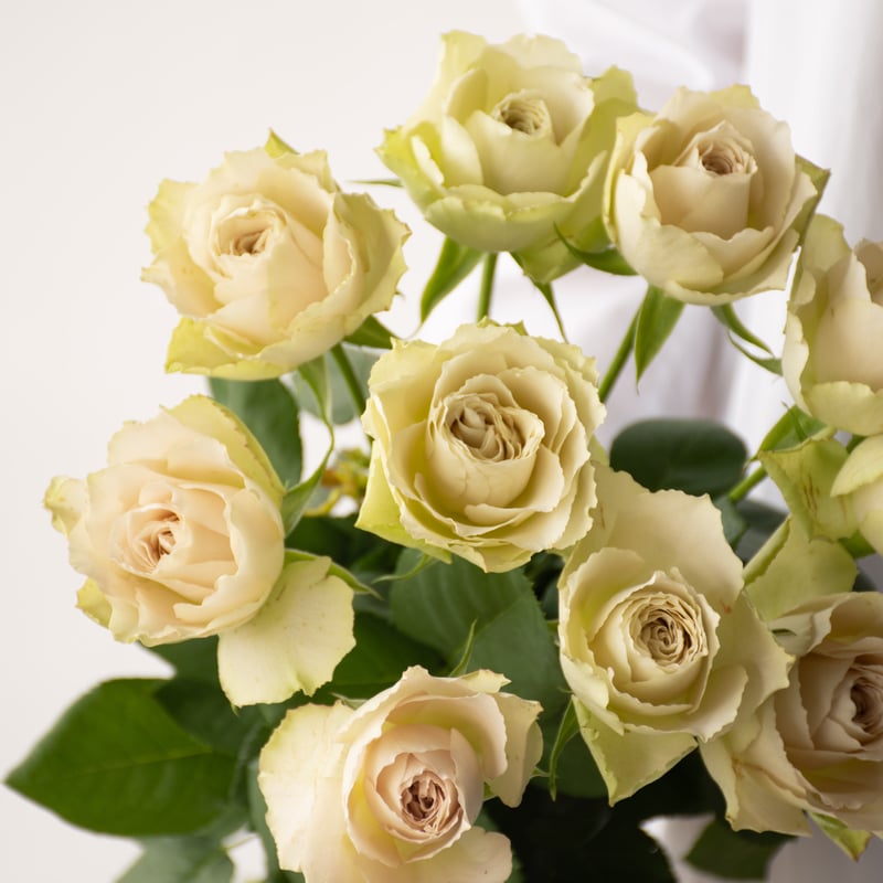 堀木園芸「インマイプレイス」 | tokyo_shokubutsu_zufu