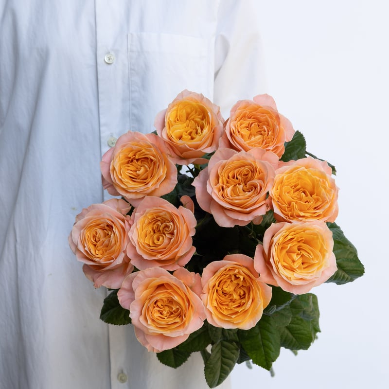 バラ「ビーハイブ」 | tokyo_shokubutsu_zufu