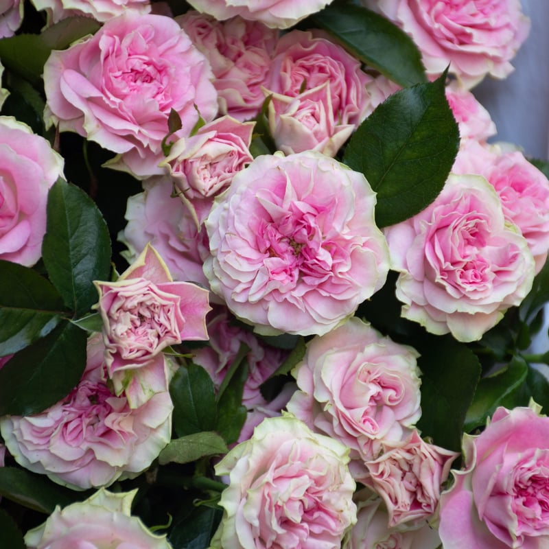 SPバラ「ブライダルマカロン」 | tokyo_shokubutsu_zufu