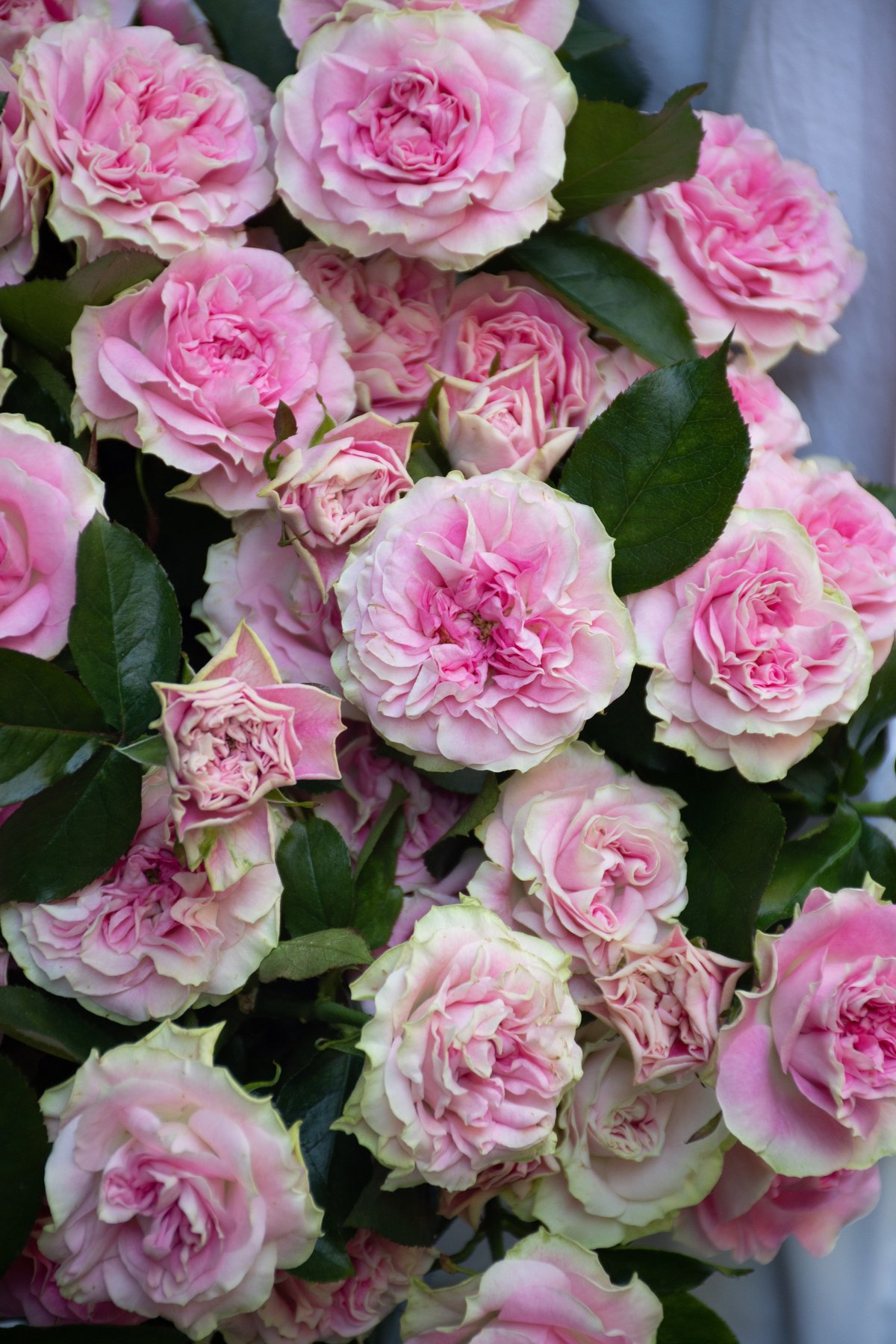 レア切花バラ大苗ブライダルマカロン SPバラ「ブライダルマカロン」 | tokyo_shokubutsu_zufu