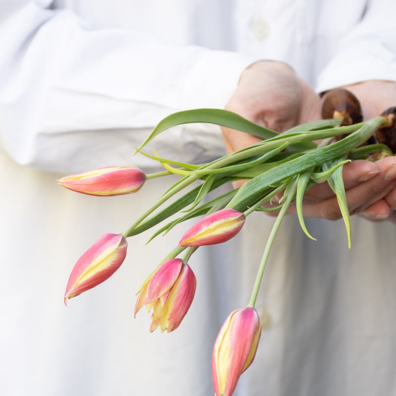 チューリップ  楽天市場】チューリップ球根 品種ミックス赤色系50球入り : STYLE1187