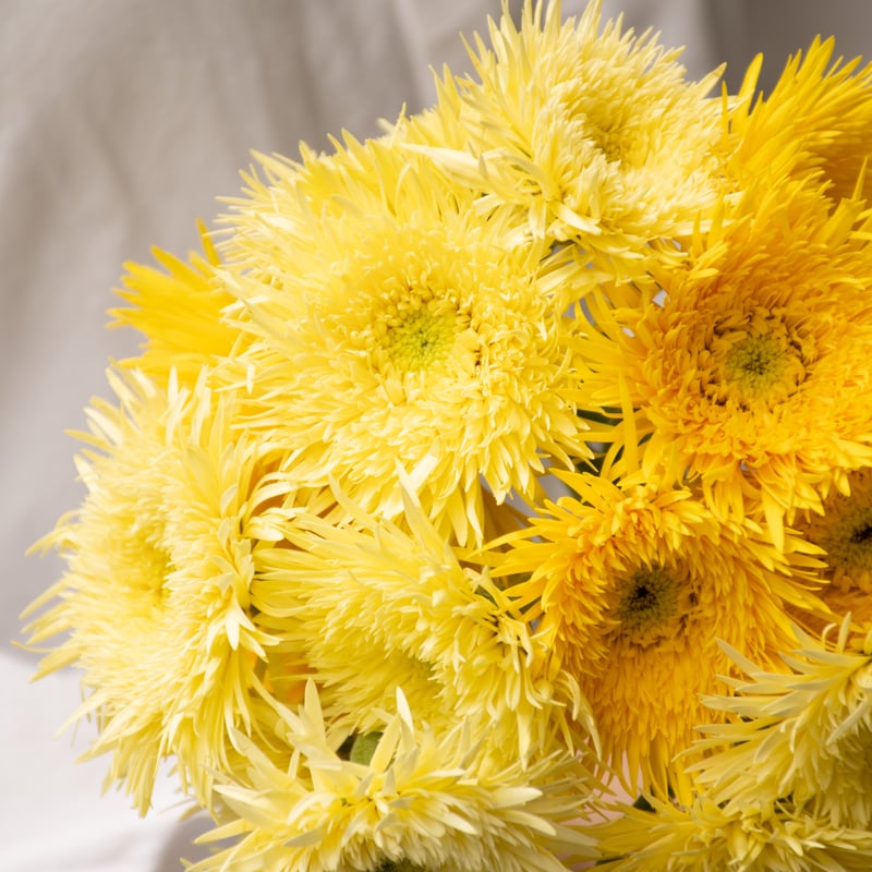 原種ガーベラ　黄色他 原種ガーベラ 黄色他